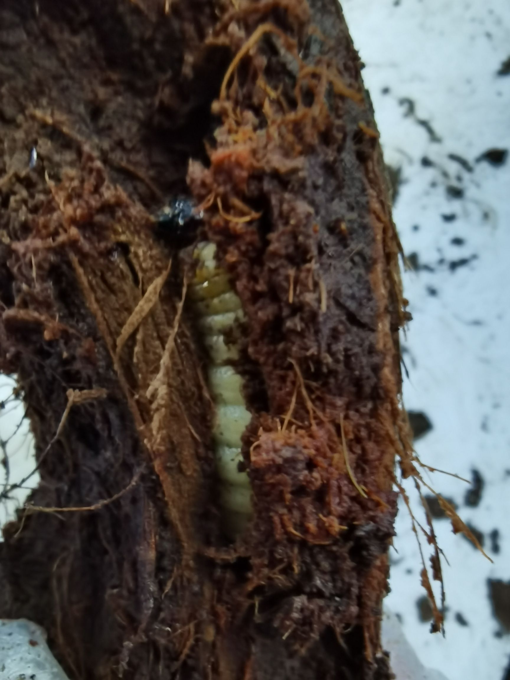 豆虫 竹虫，竹象虫，竹蜂，竹虫养殖，长期稳定大量供应商品虫，种虫，