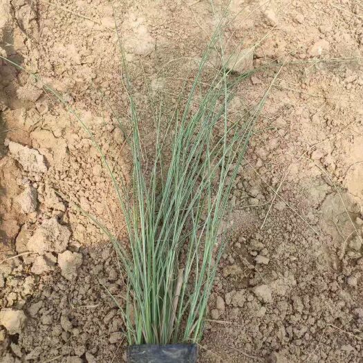 矢羽芒  晨光芒  山东青州观赏草种植基地批发
