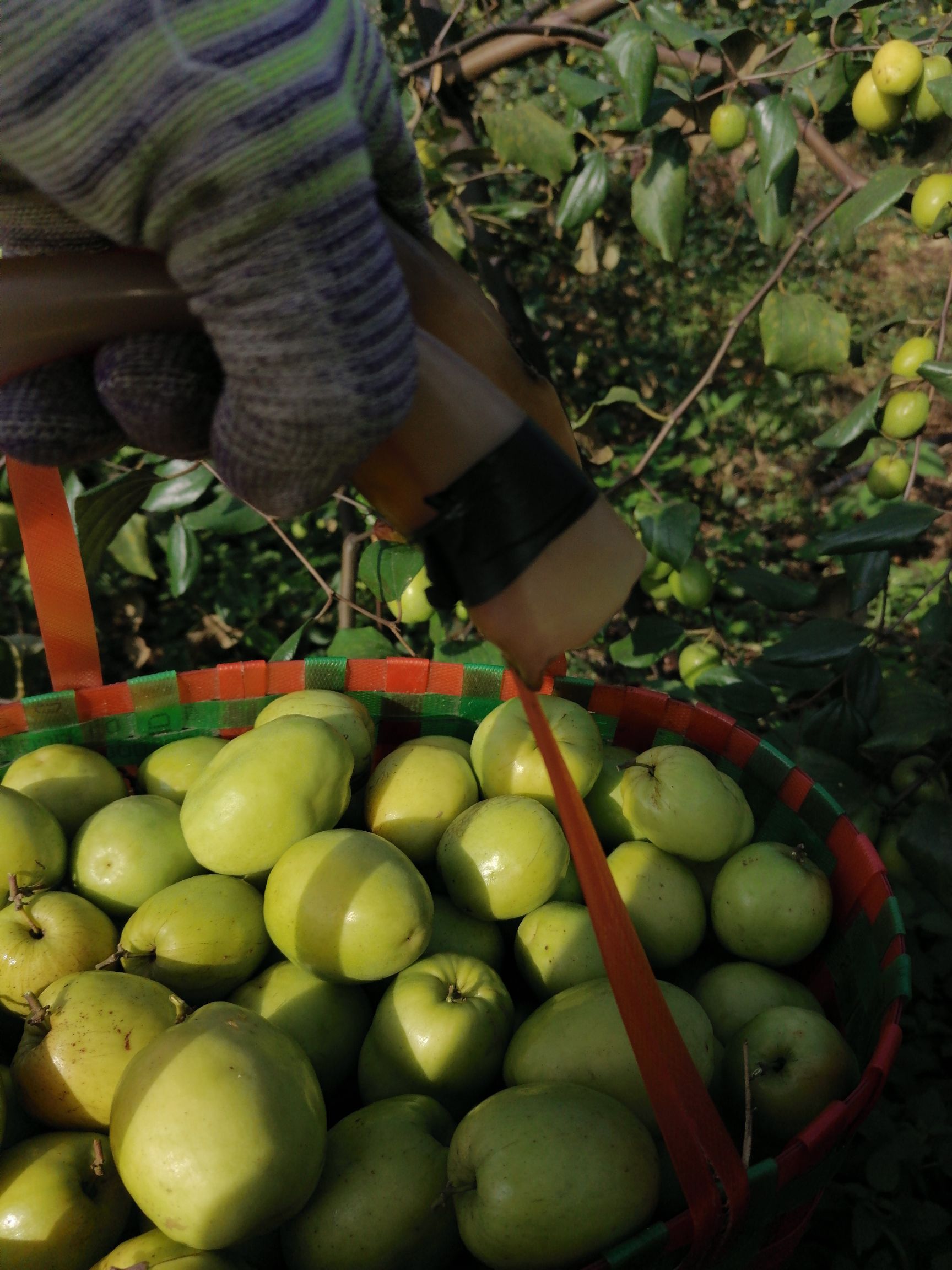青枣 合作社基地直供大青枣，多汁味特别甜。
