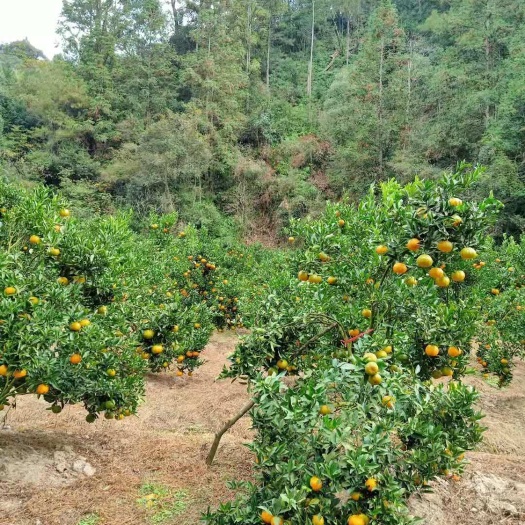 三明芦柑 地头通货 