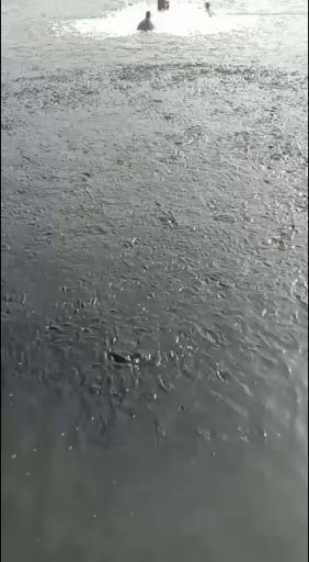 白鲢鱼苗  白鲢鱼，花白鲢，