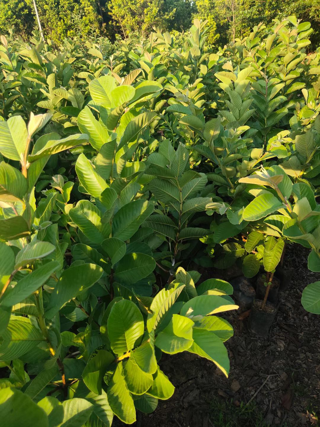 珍珠番石榴苗  珍珠芭乐嫁接苗 白心白肉芭乐水果树苗 品种保证