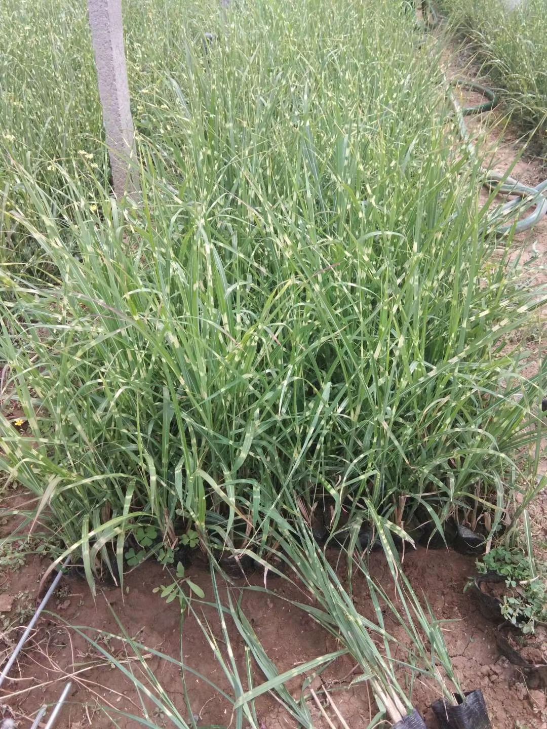 斑叶芒 山东青州观赏草种植基地批发