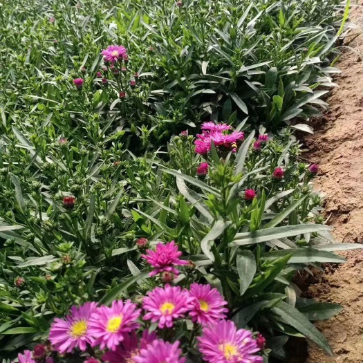 荷兰菊 纽约紫箢 宿根花卉荷兰菊种植基地