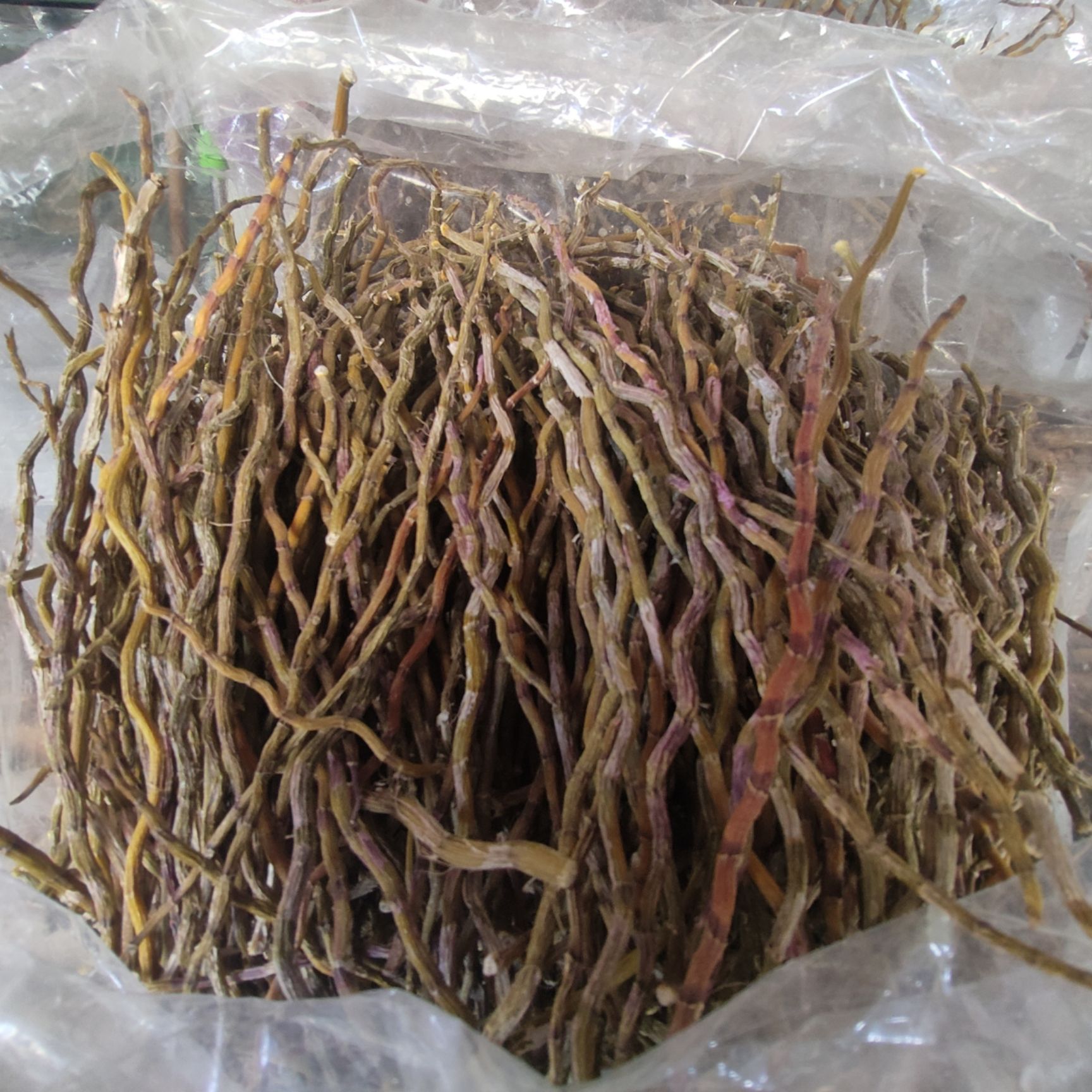 铁皮石斛大条批发价