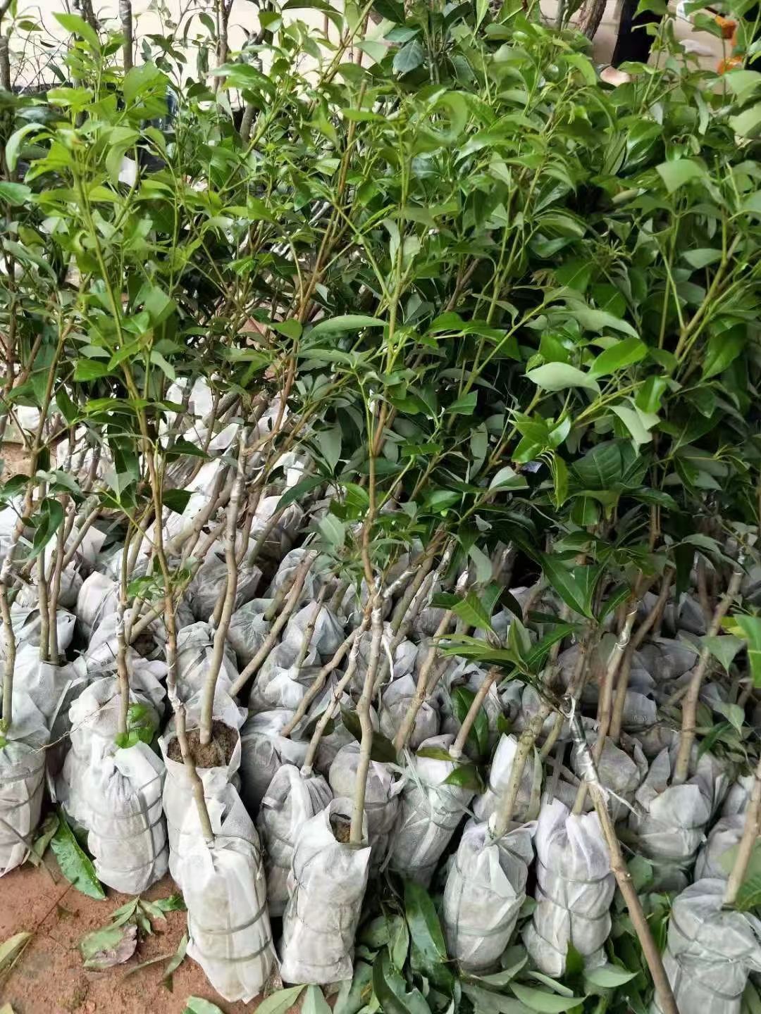 妃子笑荔枝苗 嫁接苗 优良品种嫁接 保证质量保证正品