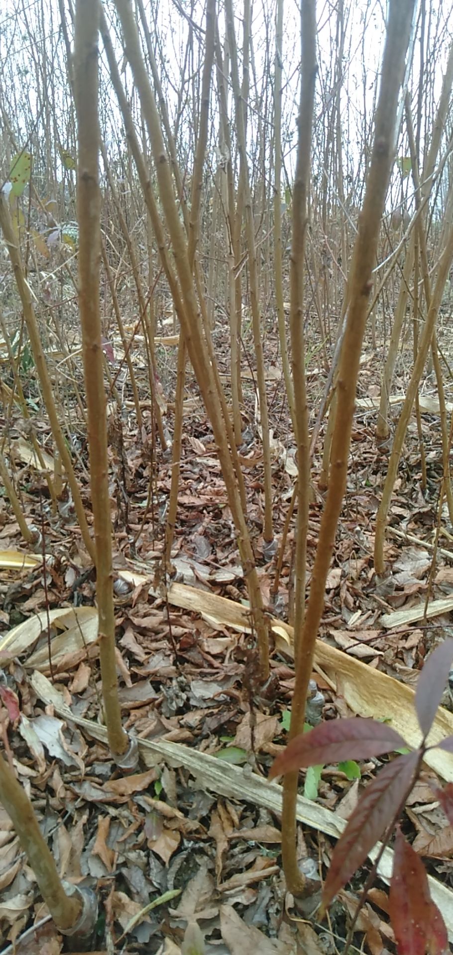 蜂糖李树苗 蜂糖李嫁接苗，品种保证，提供三证一签