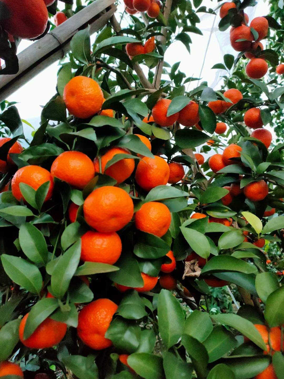 广西沙糖桔，盖膜果园，百家果，订果包园，视屏看果诚招果商老板