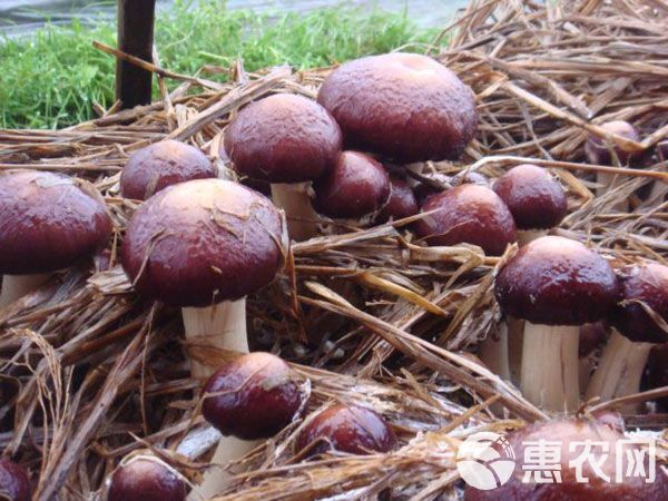 食用菌大球盖菇菌种出菇快产量高免费提供农技指导