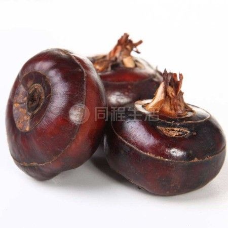 乐昌市乐昌马蹄  乐昌北乡马蹄之乡规格，有特大，大中小