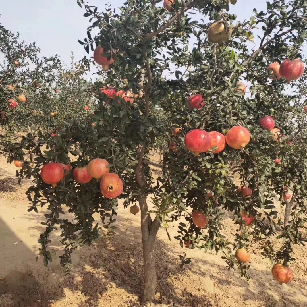 红宝石石榴苗 嫁接苗 