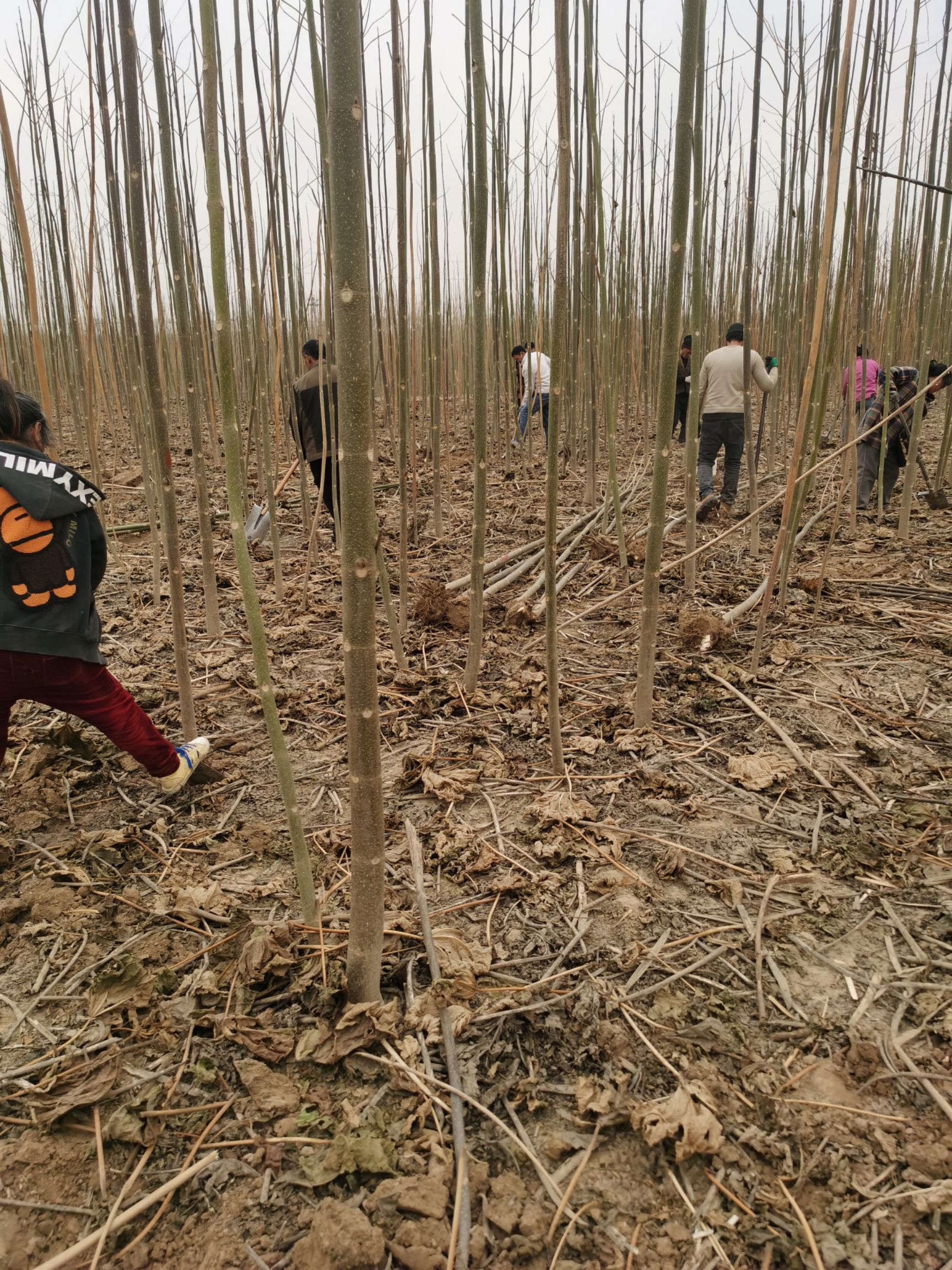 河南泡桐基地 供应各种规格的泡桐树苗 速生泡桐苗