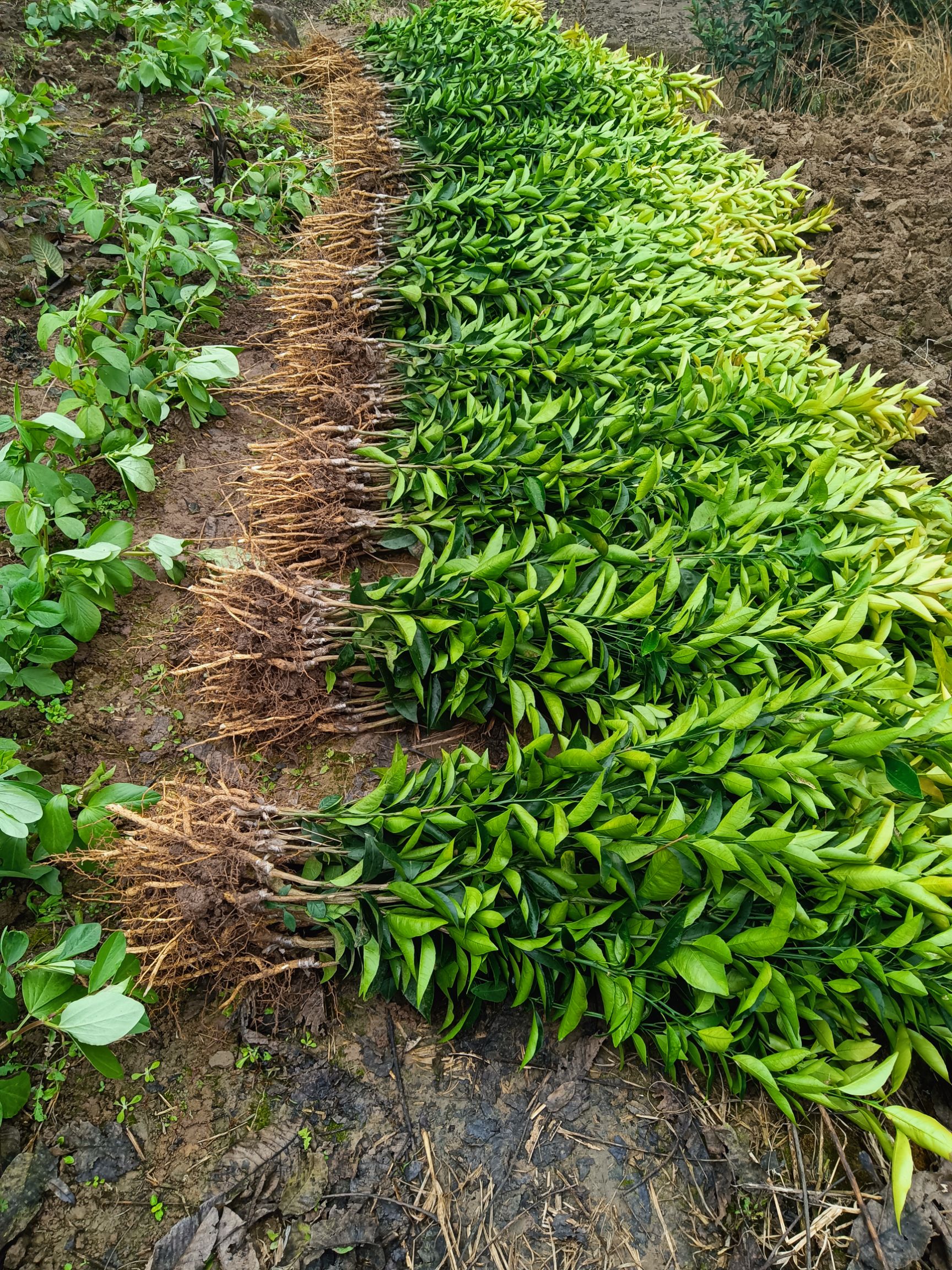 沃柑苗  沃柑柑橘苗。当天起苗当天发货。保证品种纯度