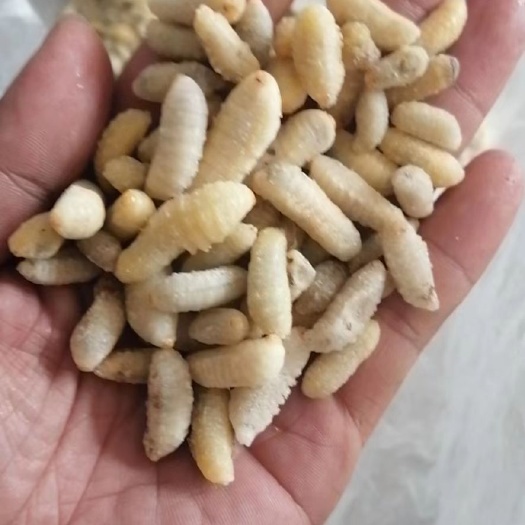 沂水县马蜂蛹  蜂蛹，树蜂蛹