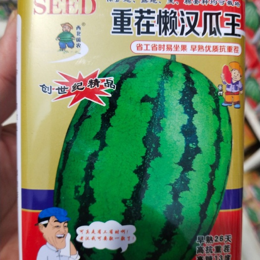 懒汉西瓜种子 重茬懒汉瓜，早熟26天抗重茬糖13度大瓜1