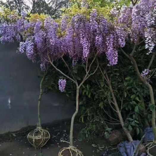 沭阳县多花紫藤  紫藤树苗紫藤萝爬藤攀爬庭院围墙四季开花植物老桩盆栽紫藤花苗