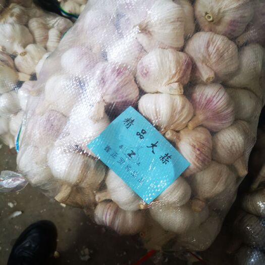济南红皮蒜  精选莱芜大蒜6-6.5