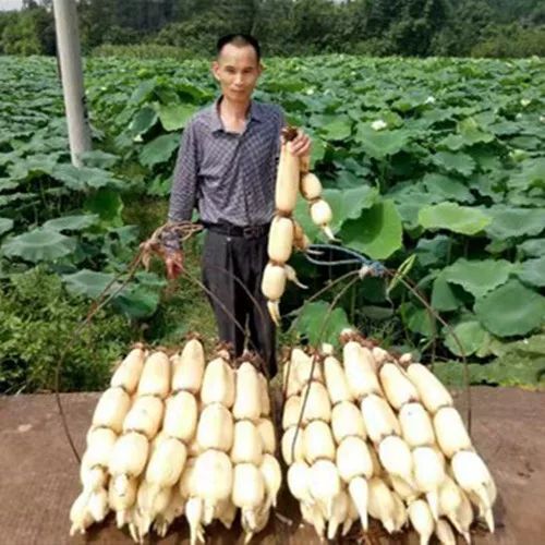 沭阳县南斯拉夫雪莲藕种  高产食用莲藕种苗荷花莲花种子深浅水藕种根苗藕苗