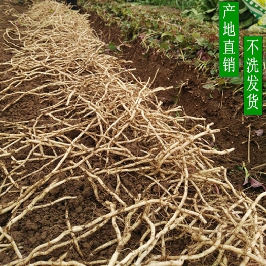 梁山县鱼腥草根 折耳根批发价3800元一吨