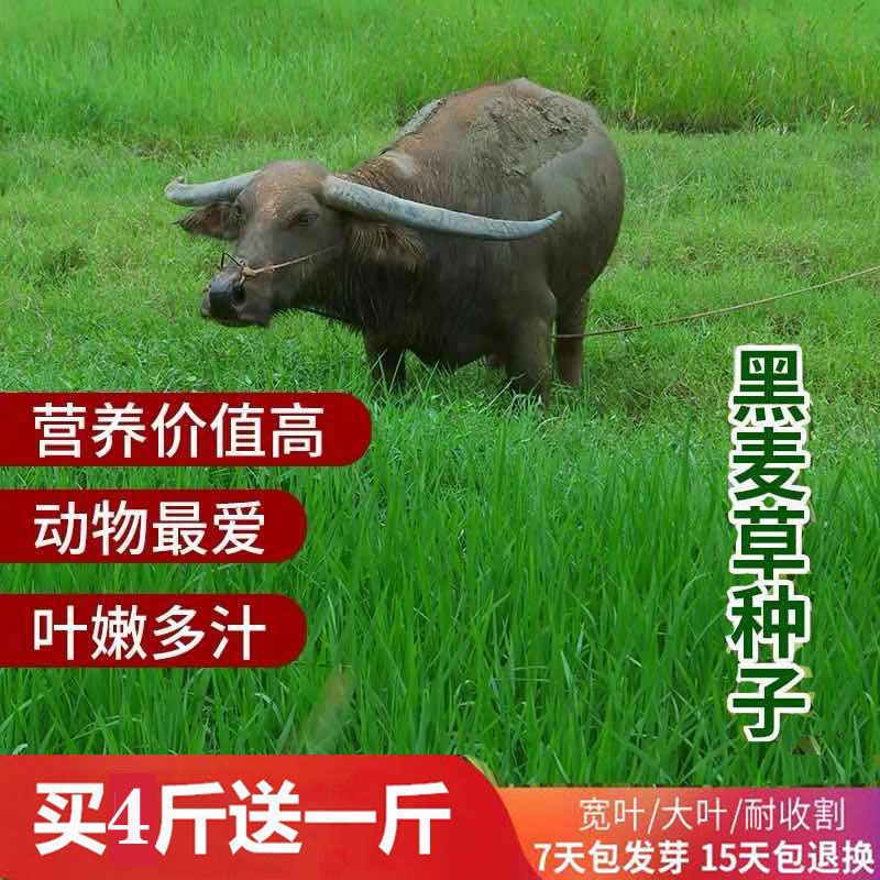  多年生黑麦草种子四季种植牛羊鸡鸭鹅兔子鱼草高产耐寒牧草籽