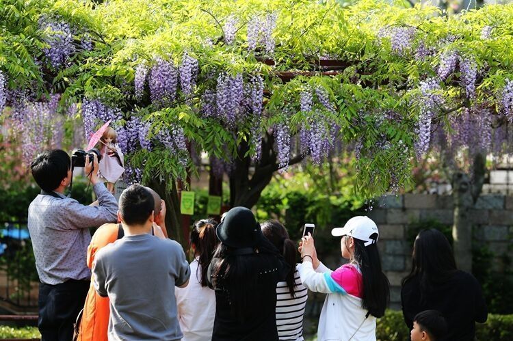多花紫藤  紫藤树苗紫藤萝爬藤攀爬庭院围墙四季开花植物老桩盆栽紫藤花苗