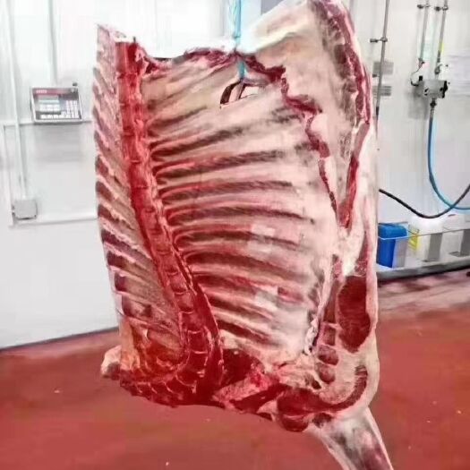 二连浩特白条羊 内蒙古锡林郭勒大草原羊肉，肉鲜美，天然养殖