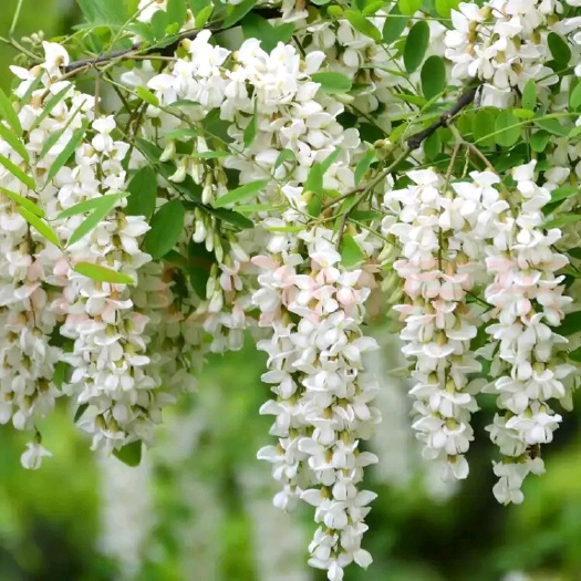 鲁山县鲜槐花  湿