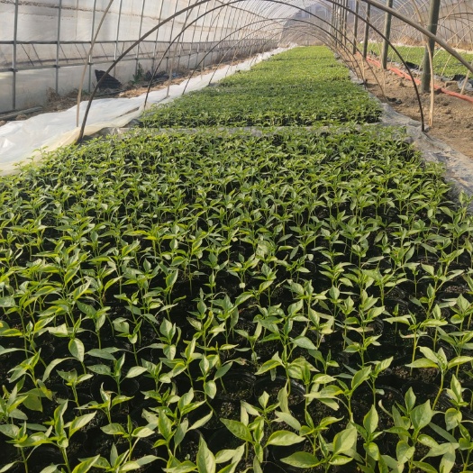 宁乡市朝天椒苗 本基地每年供应蔬菜秧苗和专业朝天椒飘浮育苗.朝天椒包回收谢谢