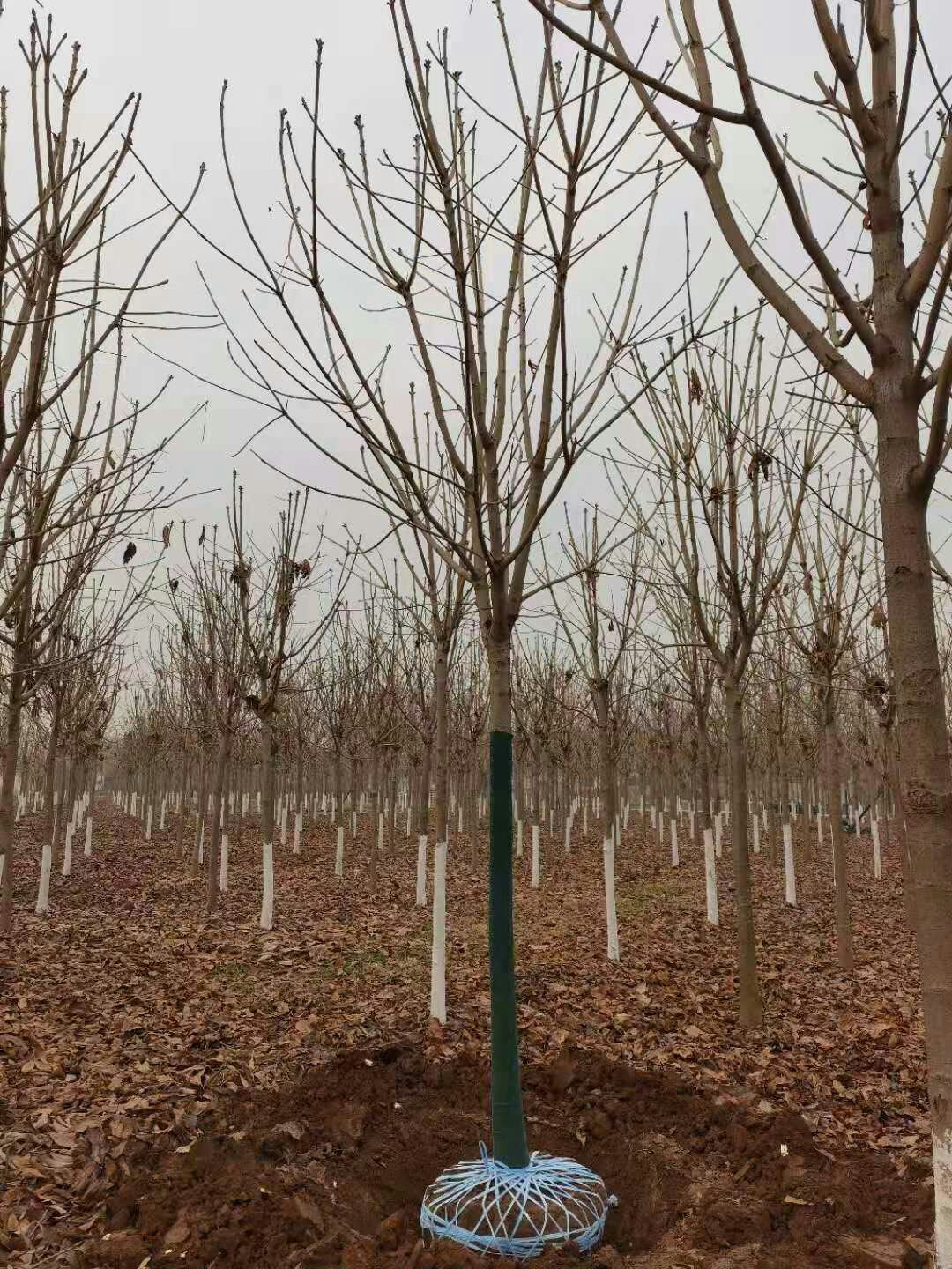  七叶树一级