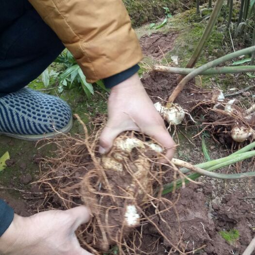 安岳县姜形黄精  大头黄精
