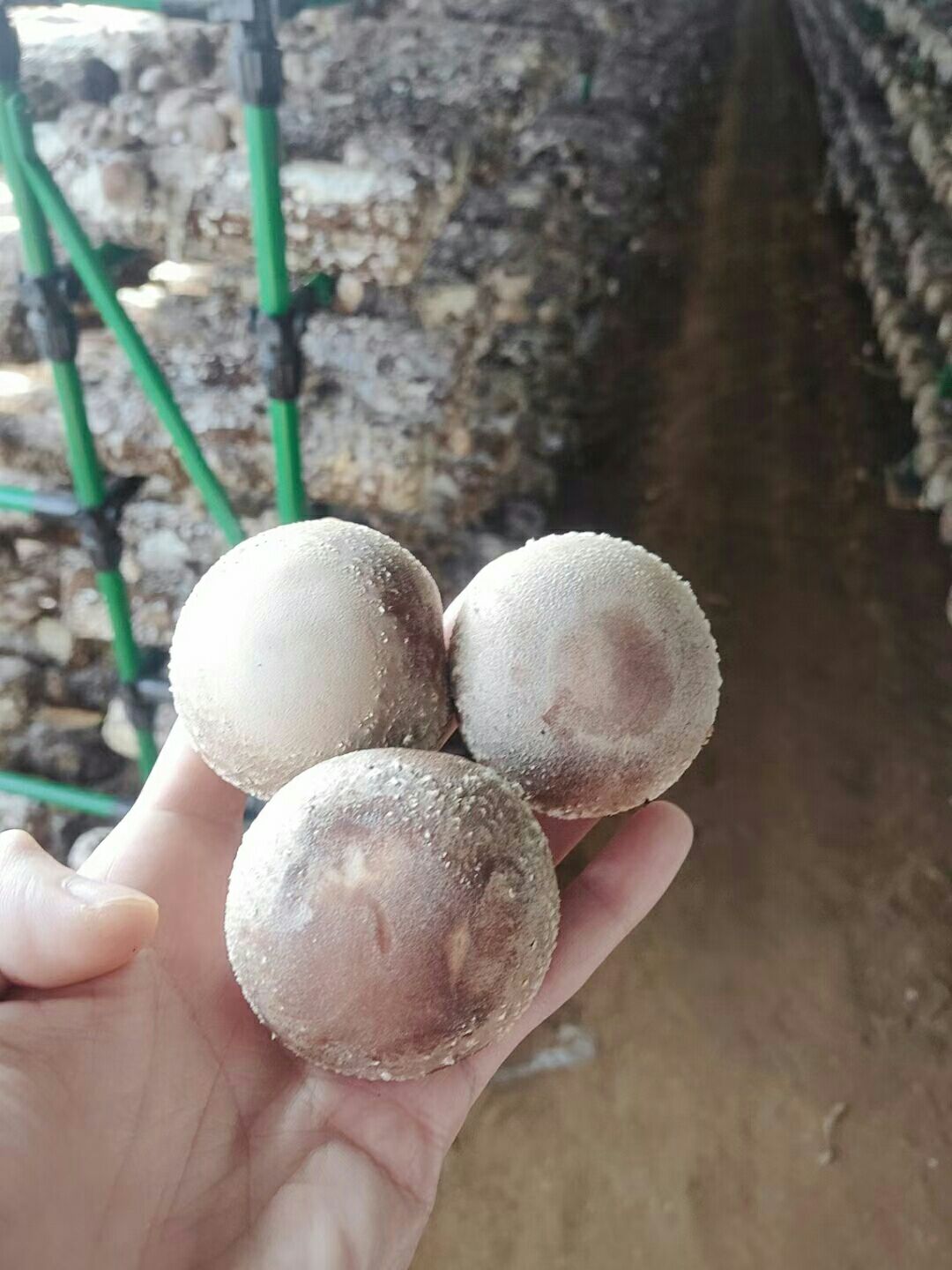 普通香菇  鲜香菇