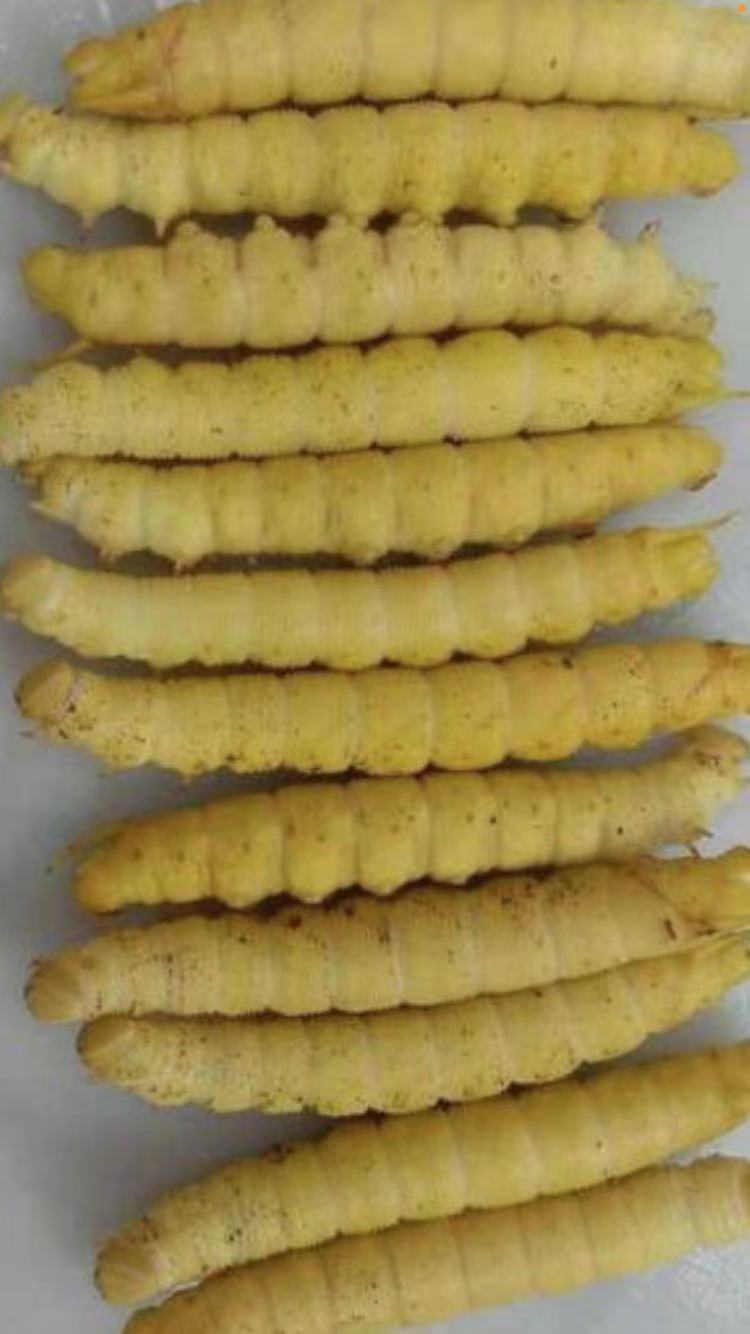 豆虫/豆丹/高蛋白大豆虫/昆虫山货