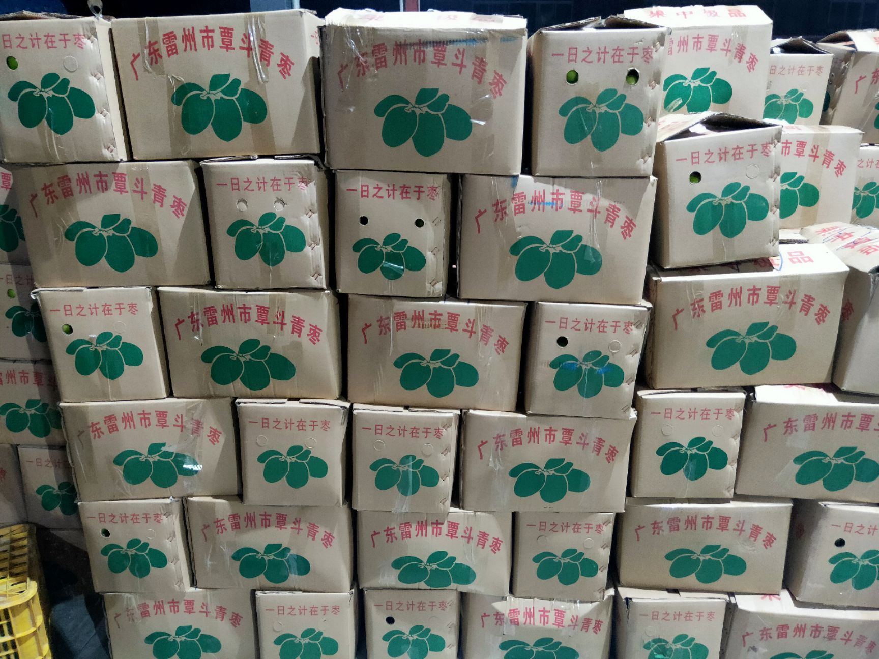 雷州覃斗青枣可大量批发，可实地考察，