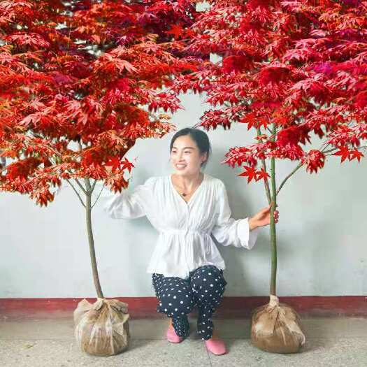 日本紅楓紅舞姬  紅楓樹苗四季中國紅庭院紅楓小苗日本紅楓小苗園林綠化苗木工程苗