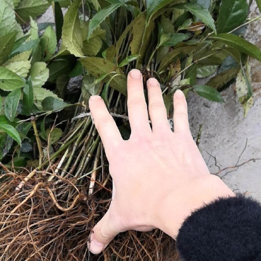 营山县草珊瑚种苗 九节茶 1000万株