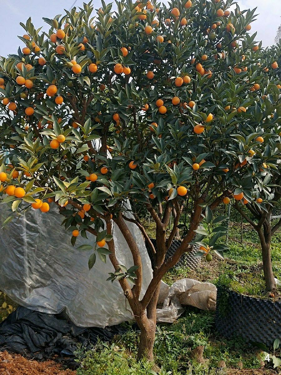 脆蜜金桔苗脆蜜金柑苗大果金桔苗融安金桔苗