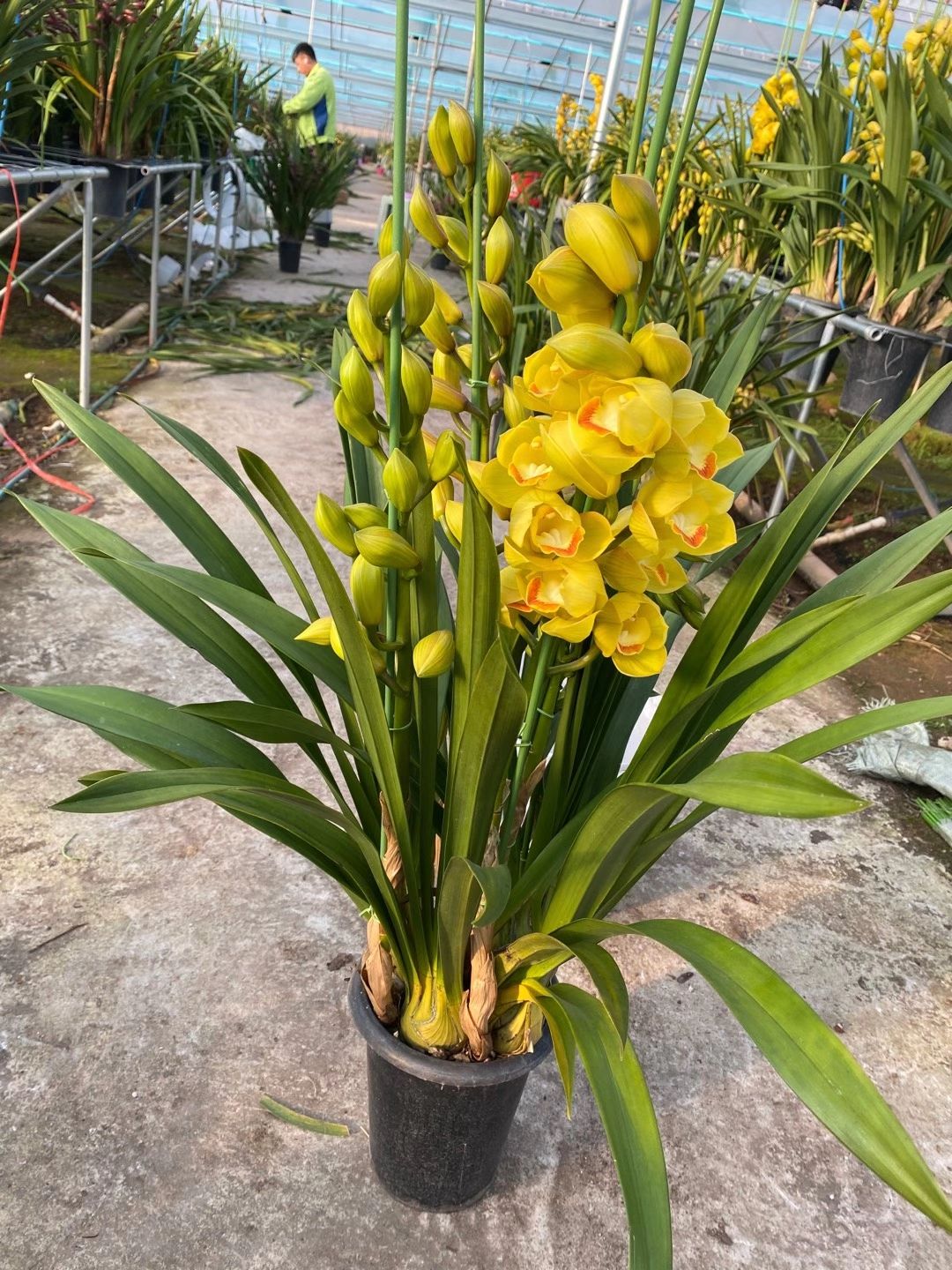 大花惠兰 云南省大花卉兰种植基地批发