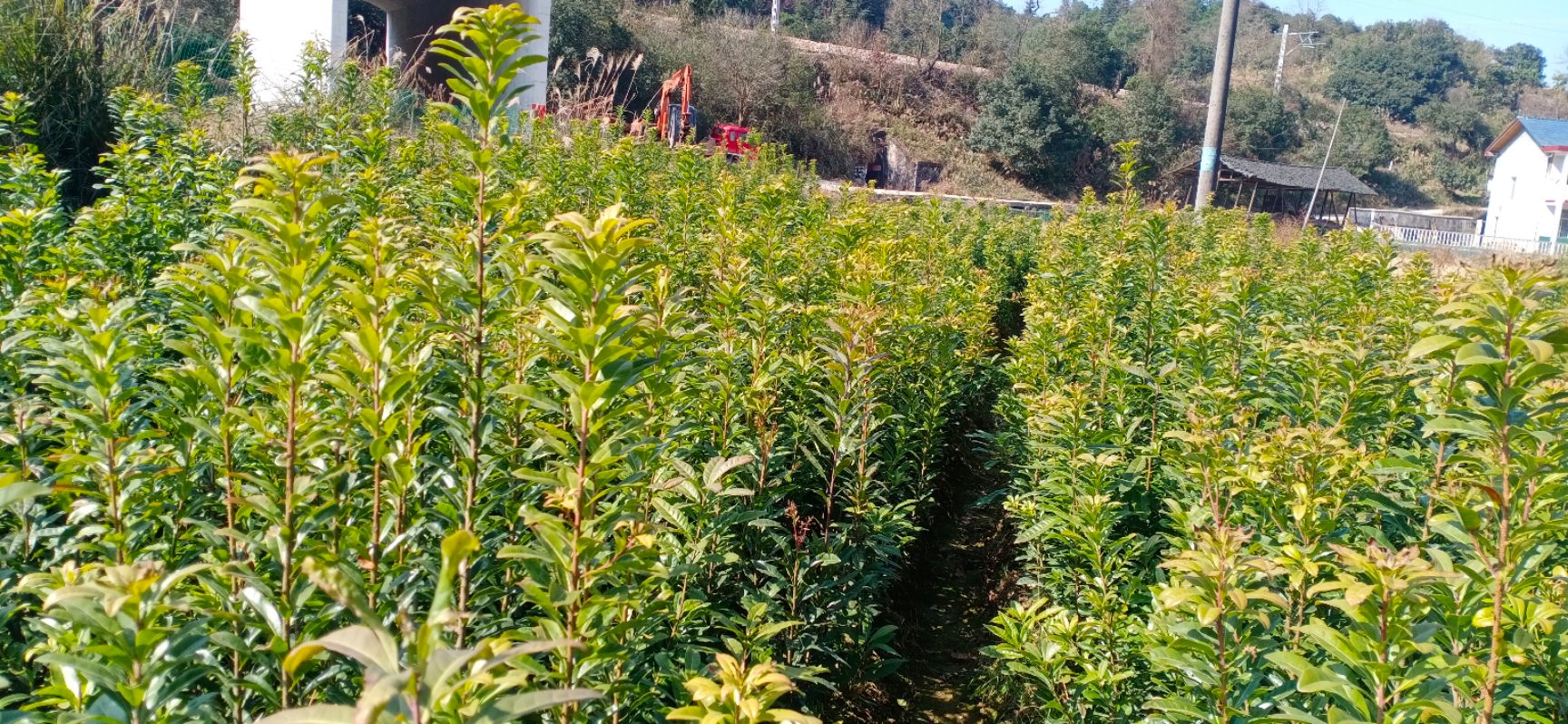 大黑炭杨梅树苗 