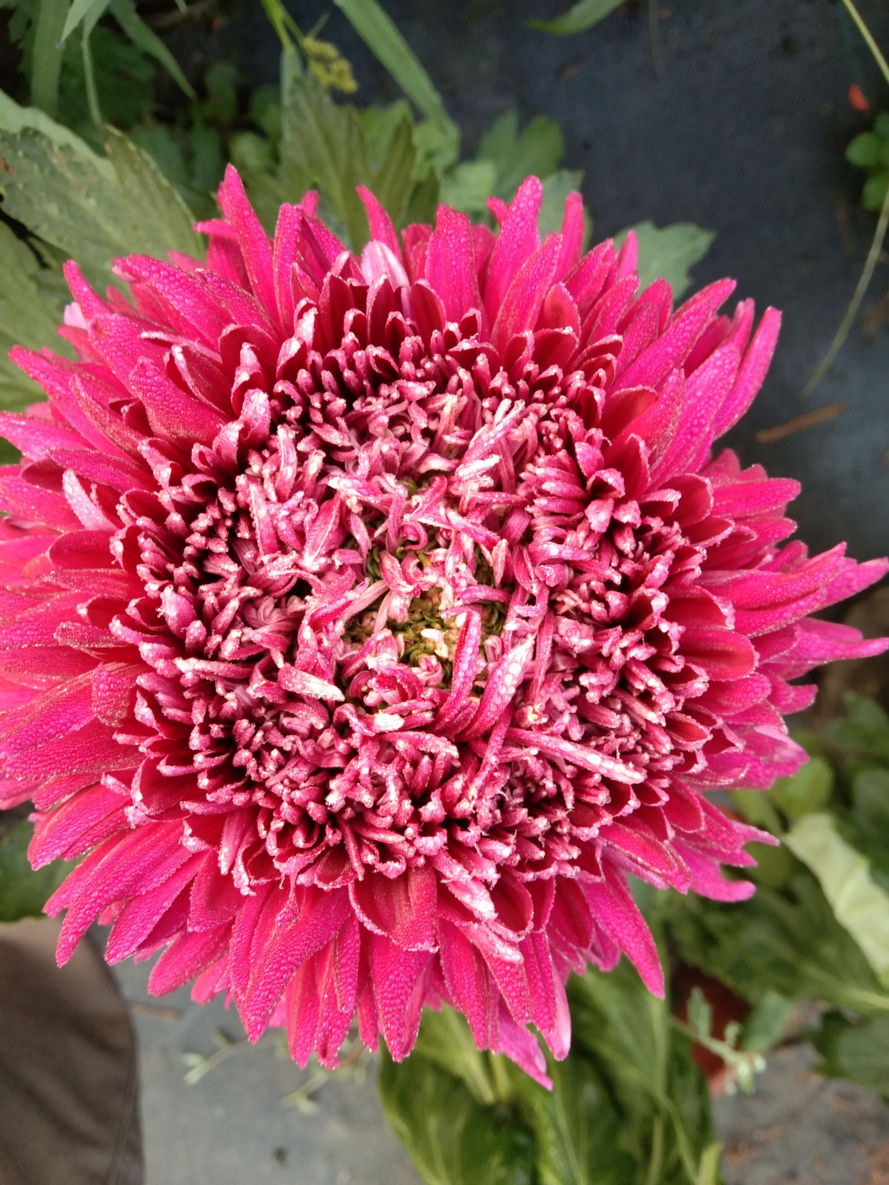 菊花苗  精品观赏菊花