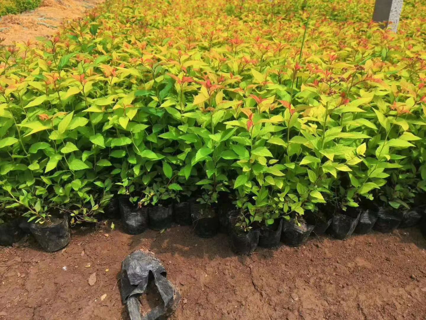 金山绣线菊 粉花绣线菊 金焰绣线菊 麻叶绣线菊种植基地