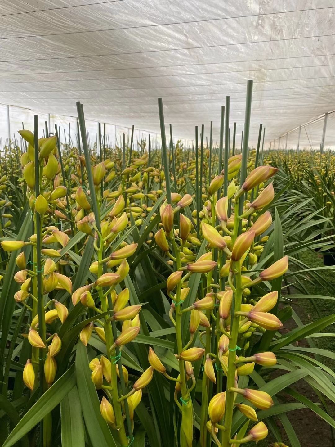 大花惠兰 云南省大花卉兰种植基地批发