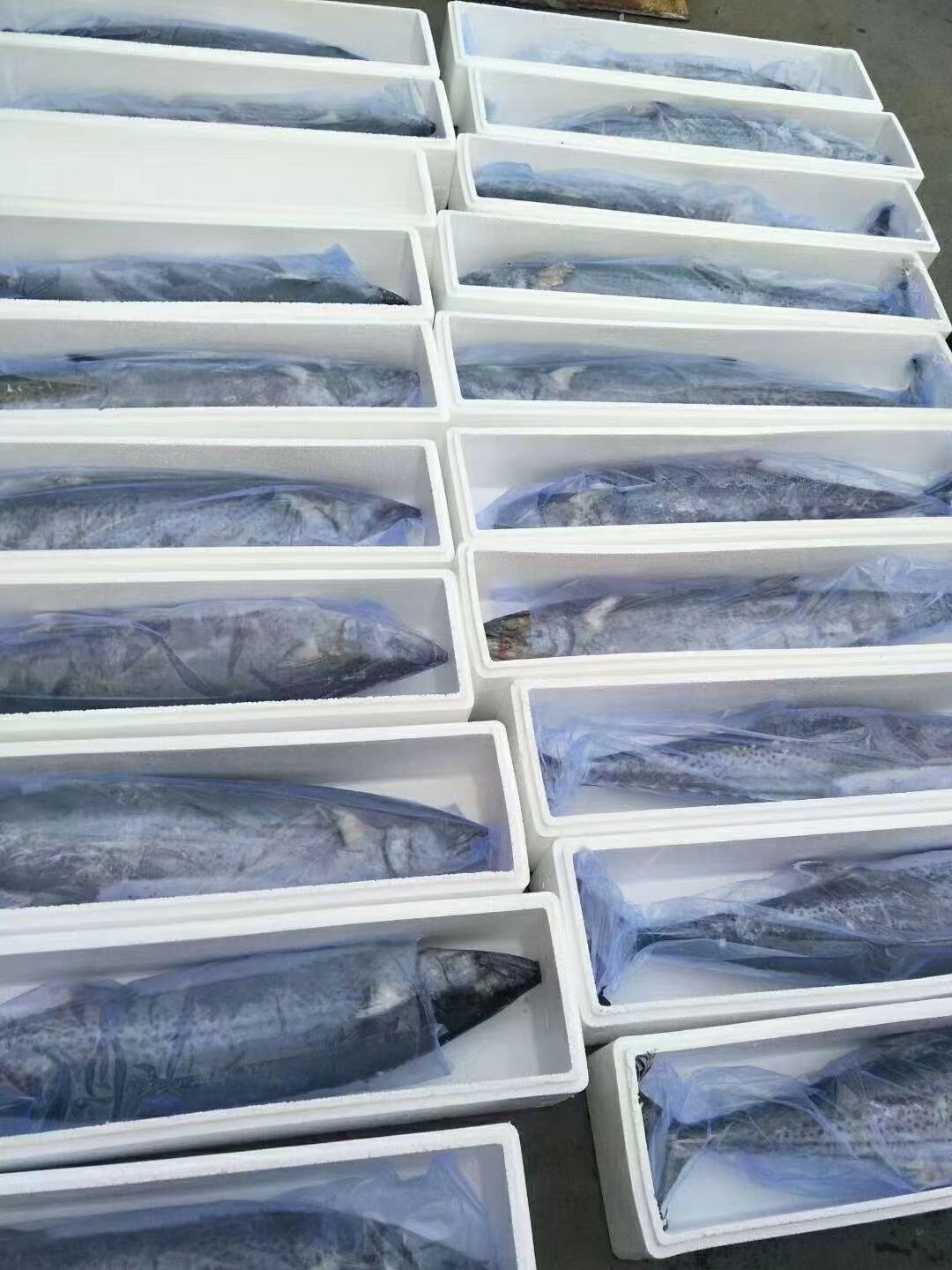 马鲛鱼，大鲅鱼，莱州湾大鲅鱼8斤以上/条