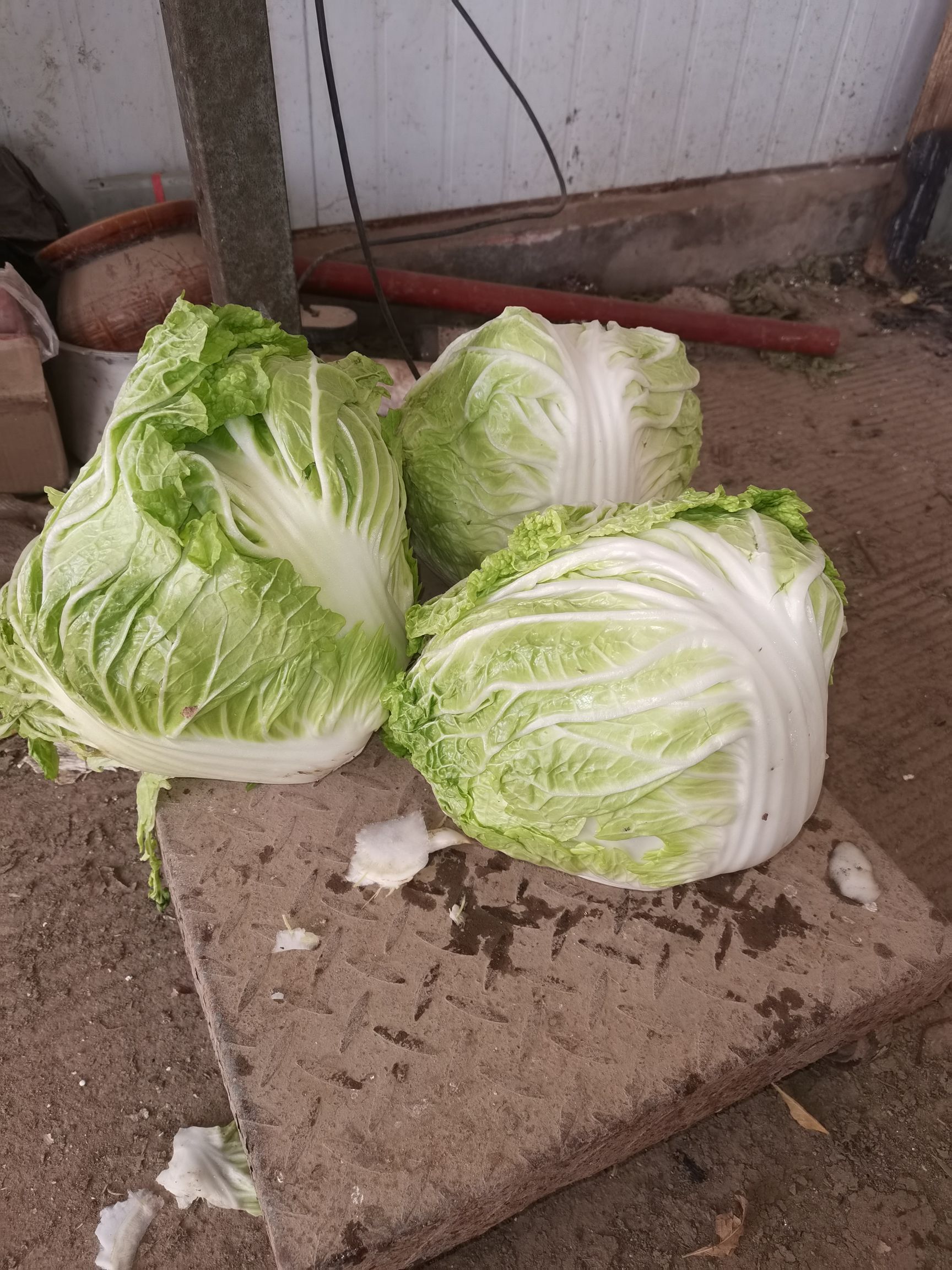 农家自种秦白2号秋白菜露地种植每棵36斤净菜
