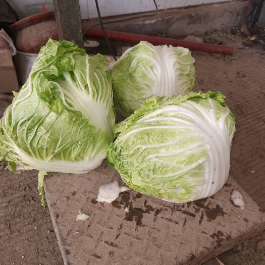 濮阳县秦白2号 