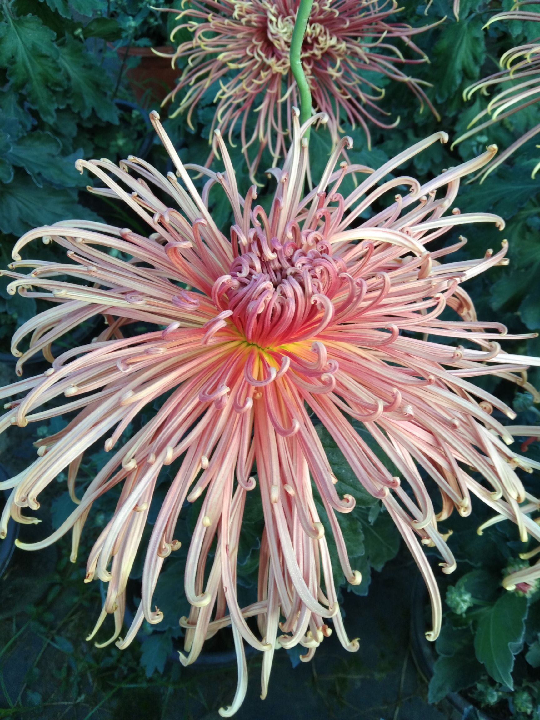 菊花苗  精品观赏菊花