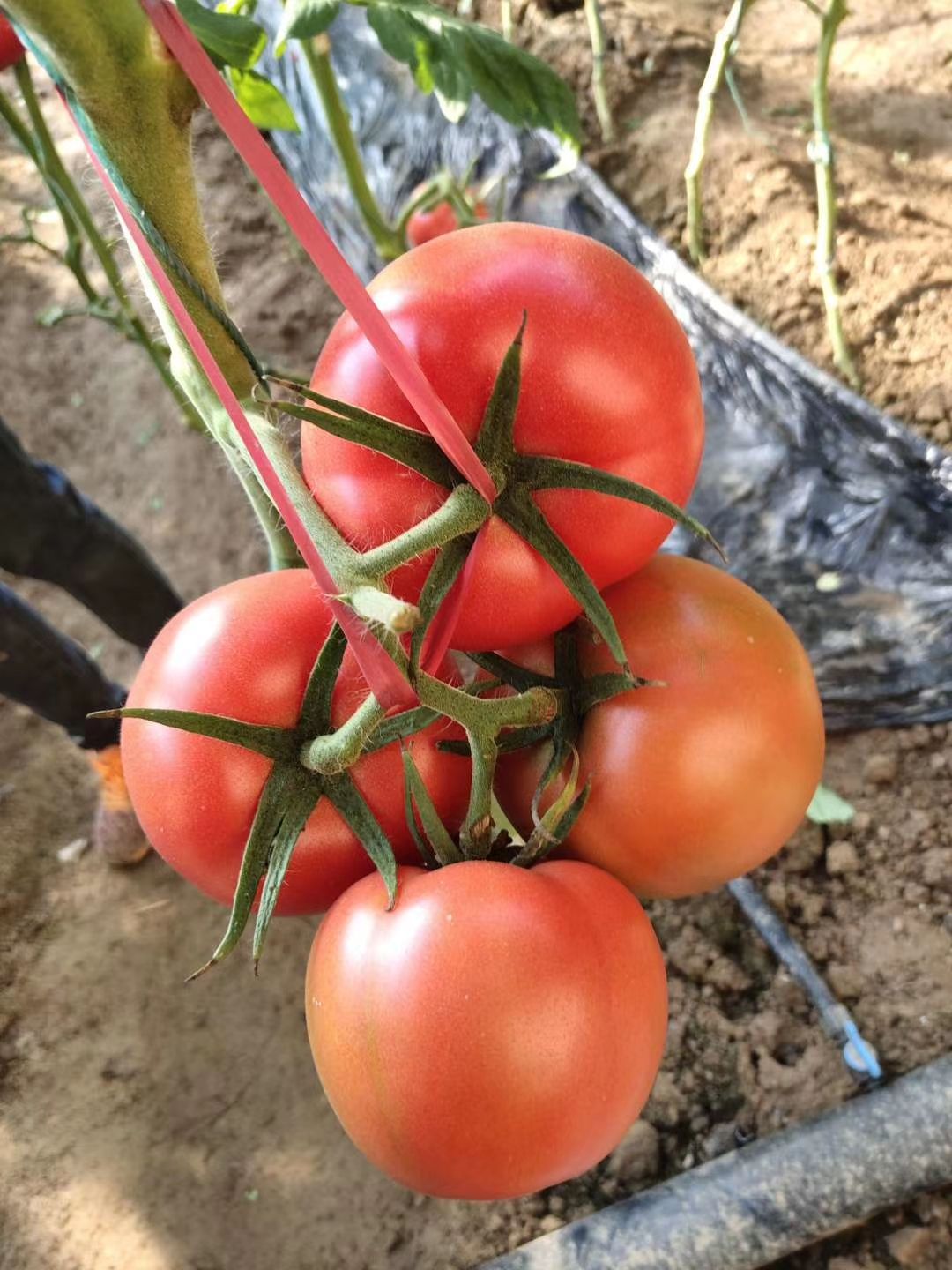 大粉番茄苗 红日**五号，高圆型大果，高抗高产，适合越冬，早春茬定植。