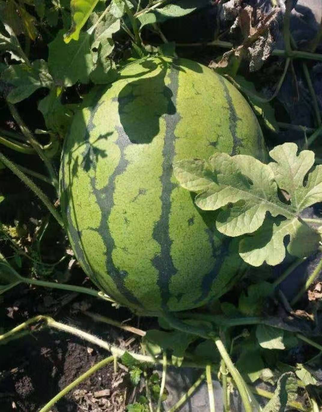 懒汉西瓜种子 重茬懒汉瓜，早熟26天抗重茬糖13度大瓜1