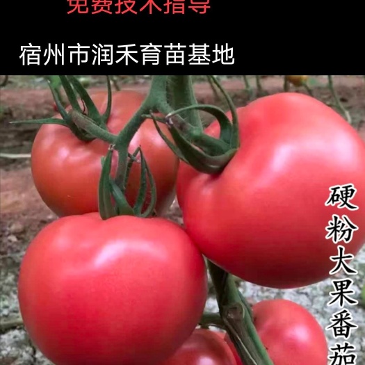 宿州【精品】西红柿苗大红果硬粉番茄苗硬粉西红柿苗耐运输抗病抗裂