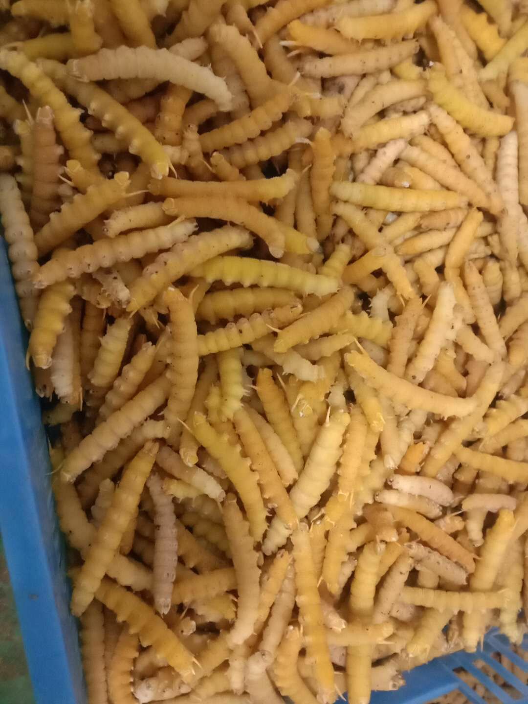 豆虫/豆丹/高蛋白大豆虫/昆虫山货