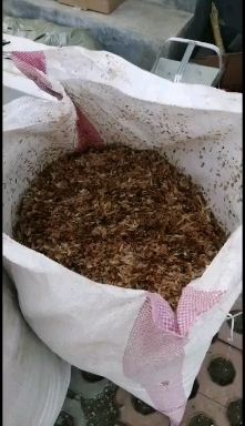  红油香椿苗 四季红油香椿苗 矮化红油香椿苗 专家培育技术免费